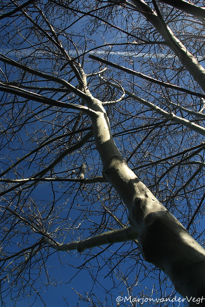 Kaalgevreten en ingepakt