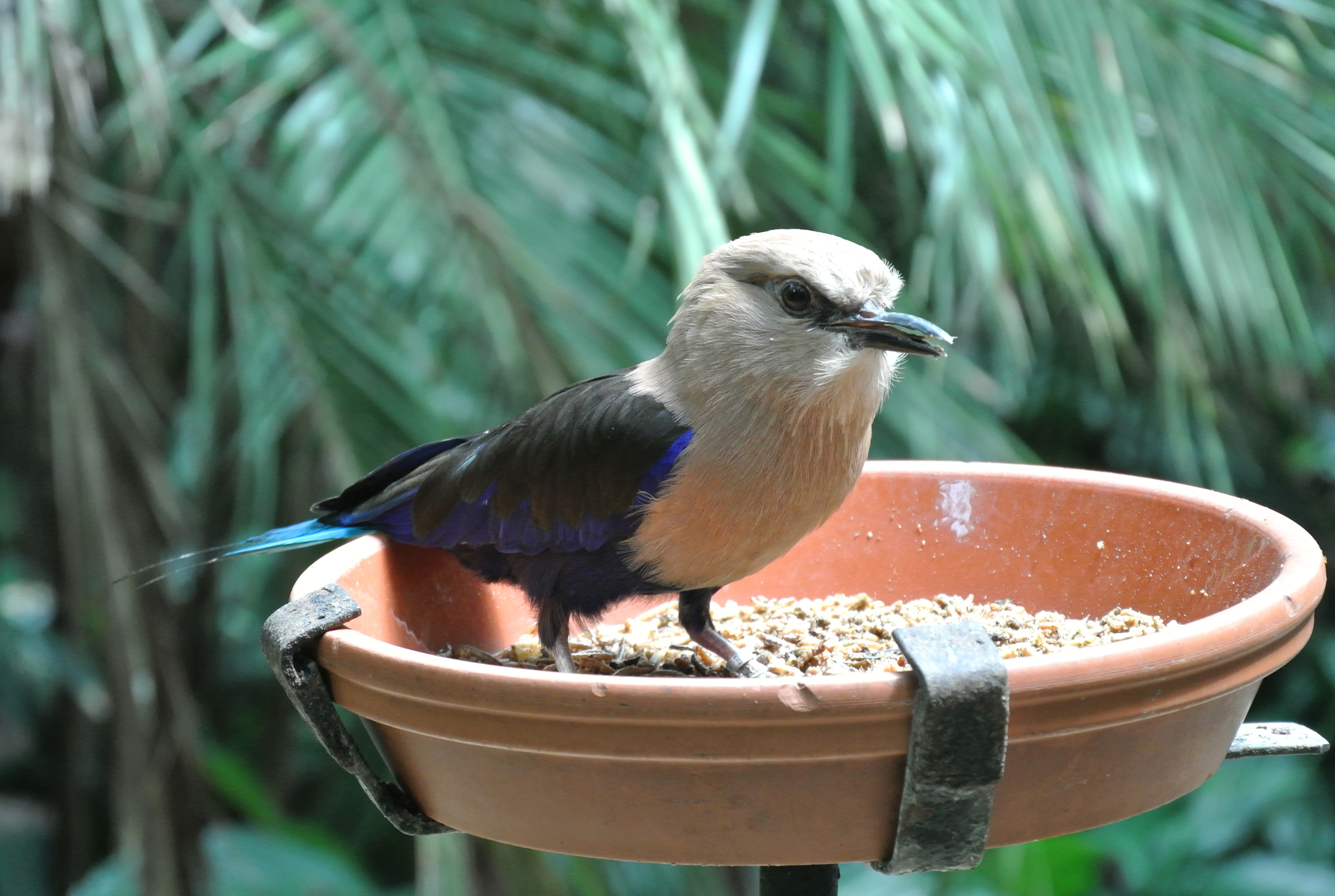Vogel eet...