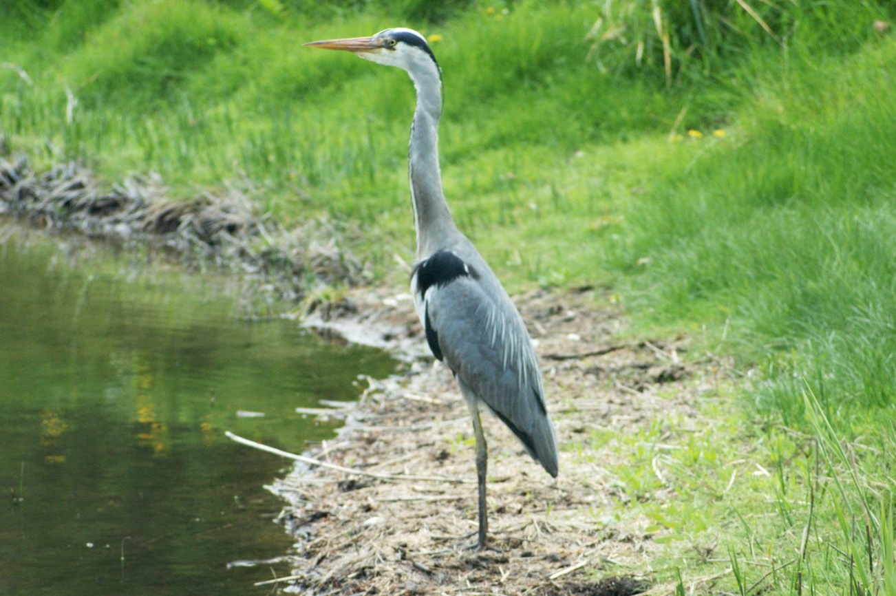 blauwe reiger