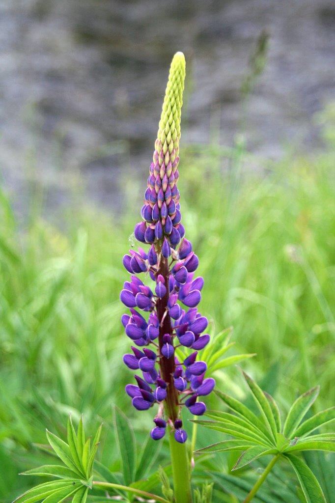 Lupine