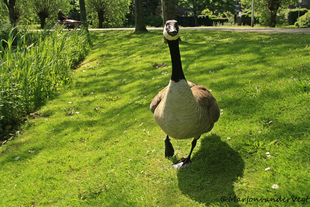 Is er wat te eten???