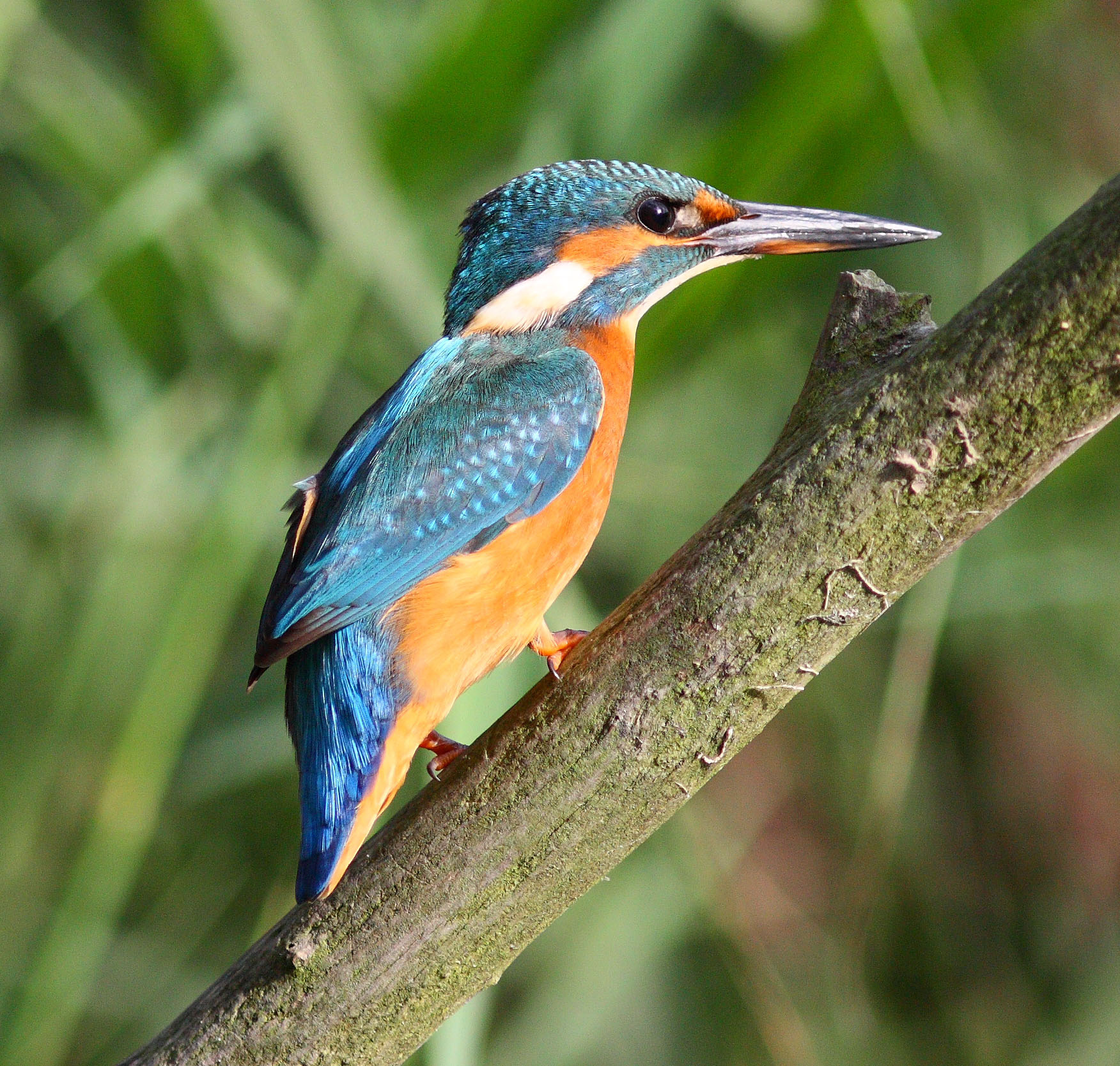 ijsvogel