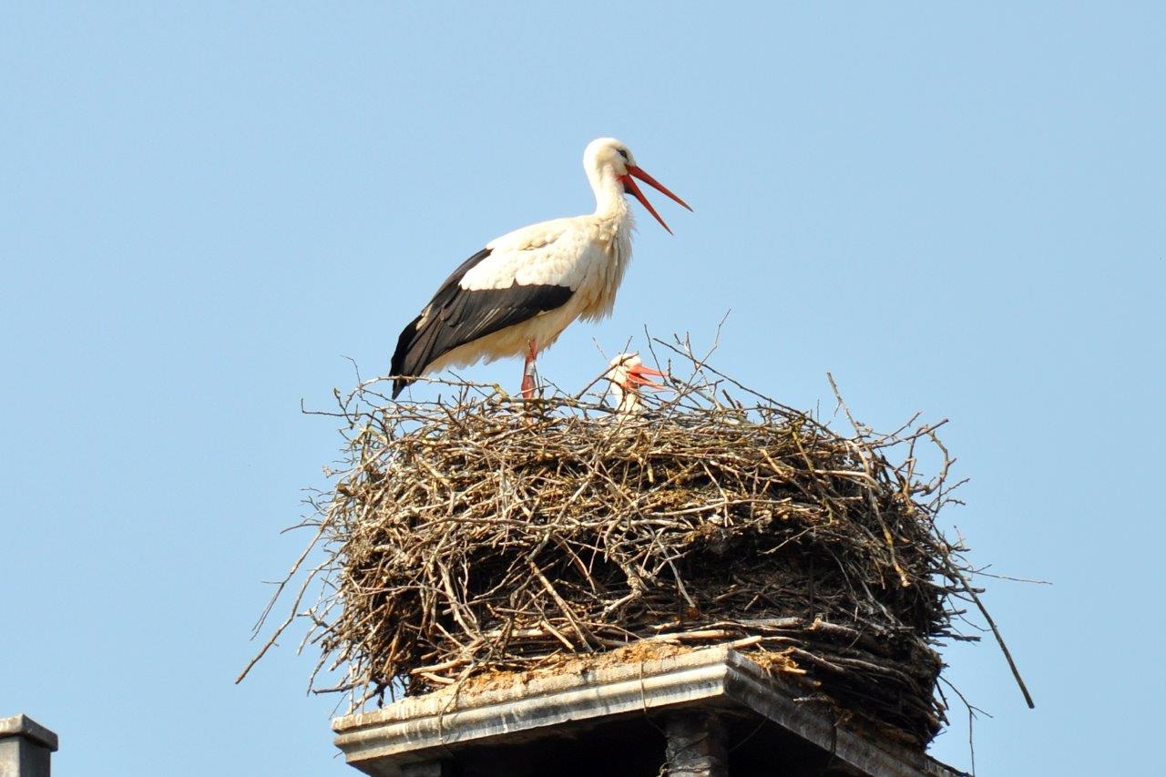 Ooievaarsnest 3