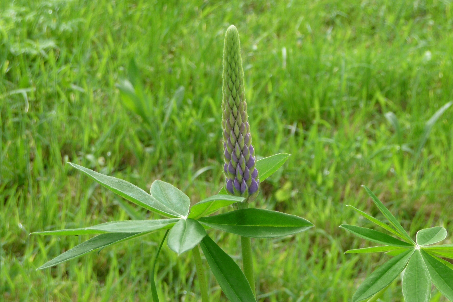 Lupine