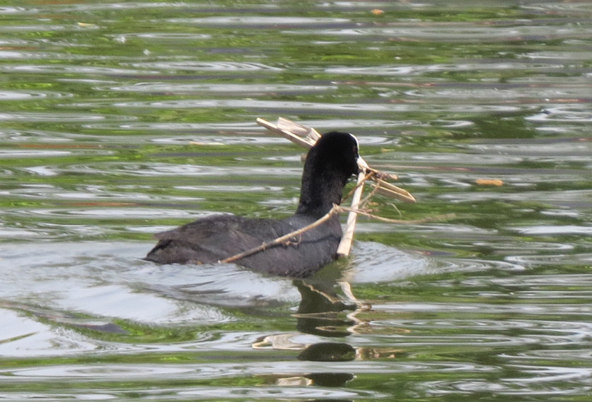 Transportbedrijvigheid