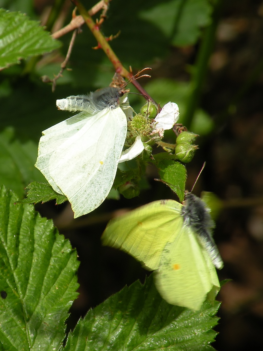 Toen ik .. (In Love)