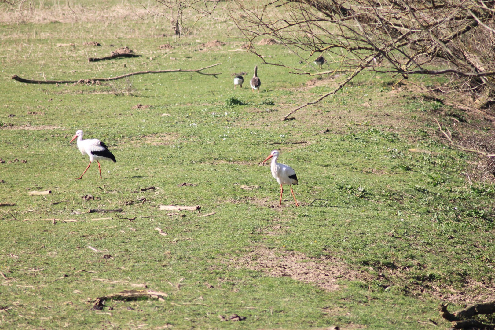 Ooievaars en grauwe Ganzen