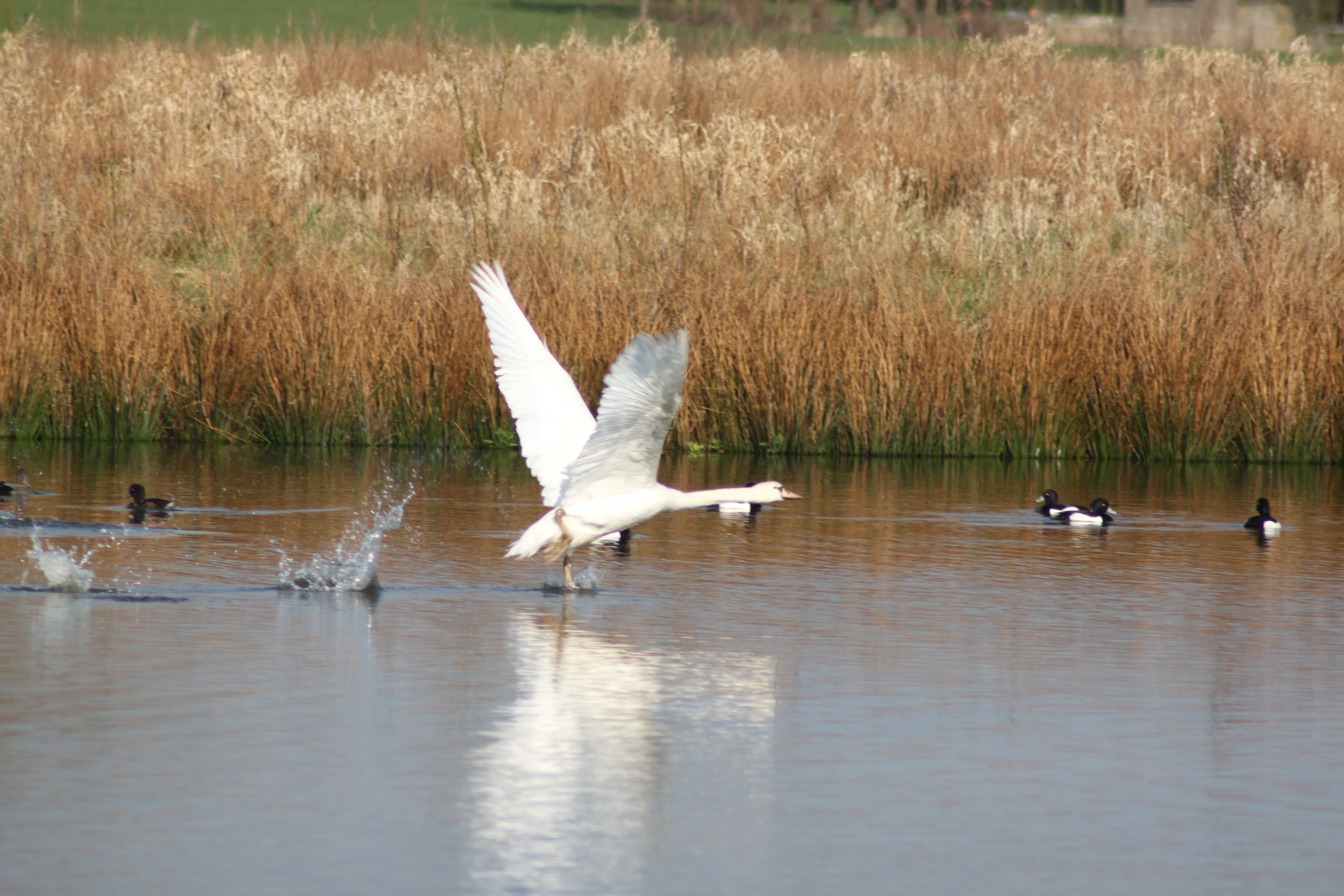 Opvliegende zwaan en kuifeenden