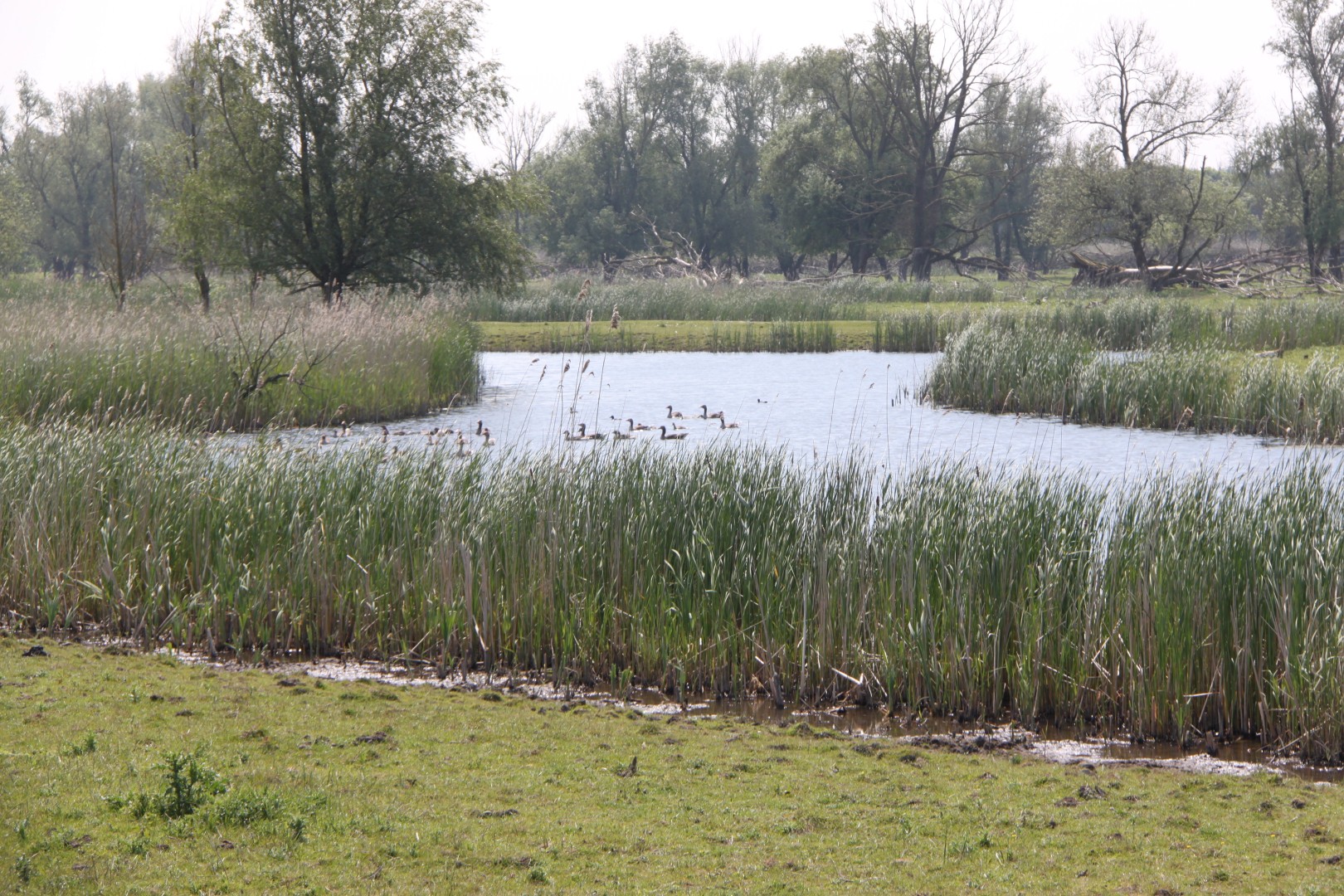 Oostvaardersplassen