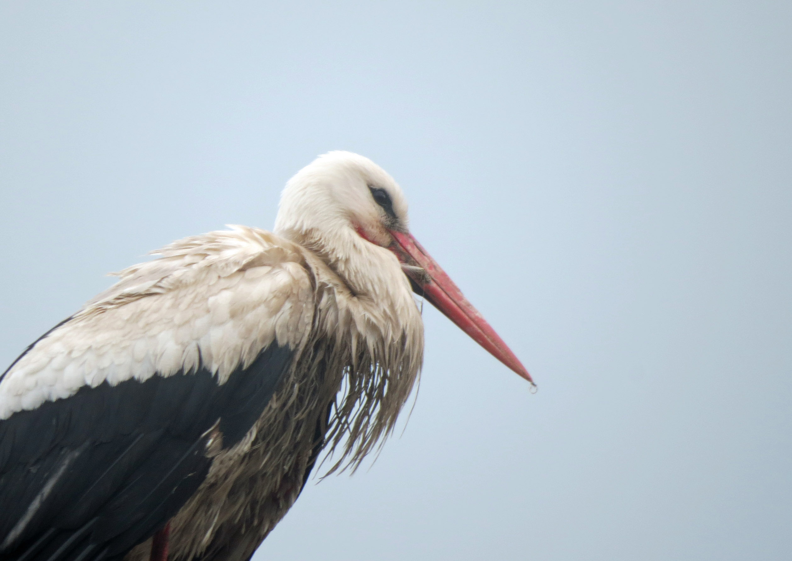 He, he, eindelijk even droog