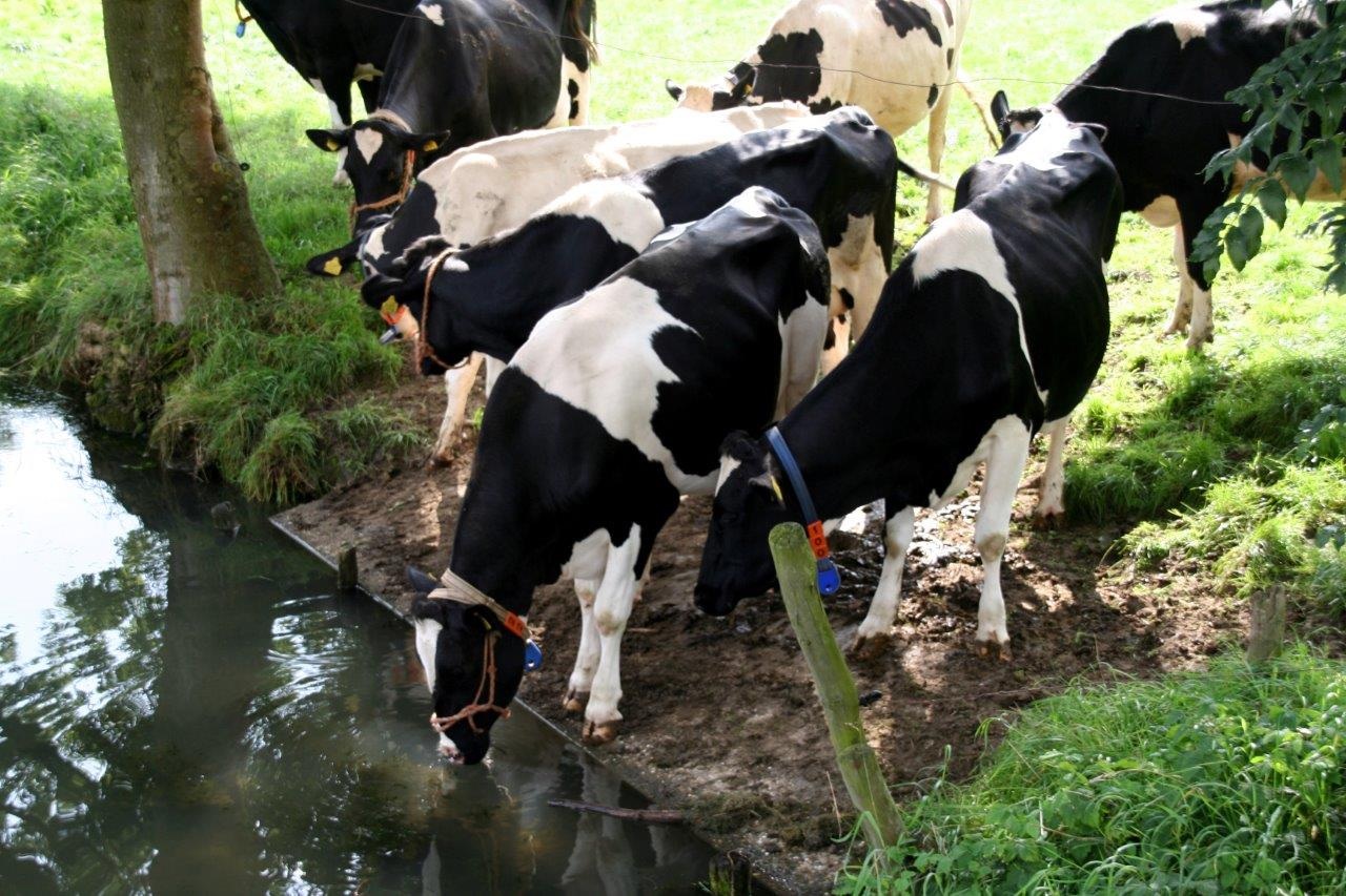 Drinken langs de sloot