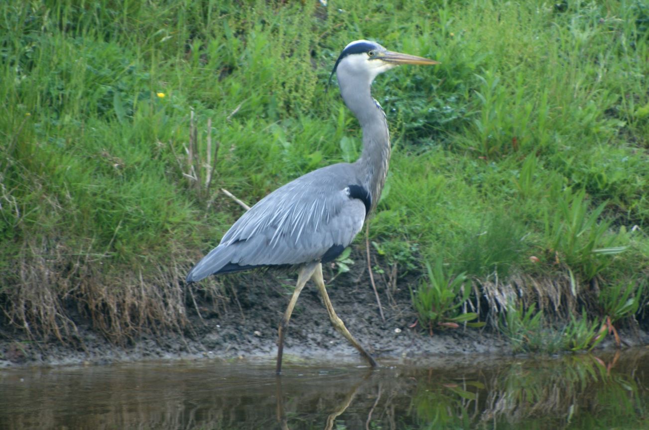 blauwe reiger