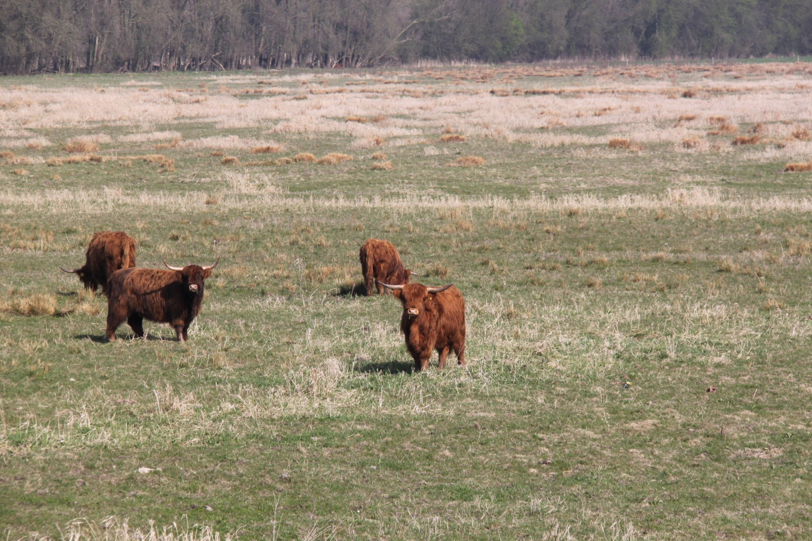 Schotse Hooglanders