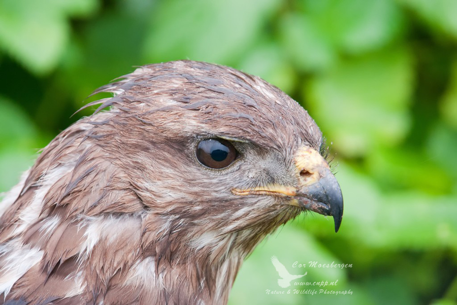 Buizerd