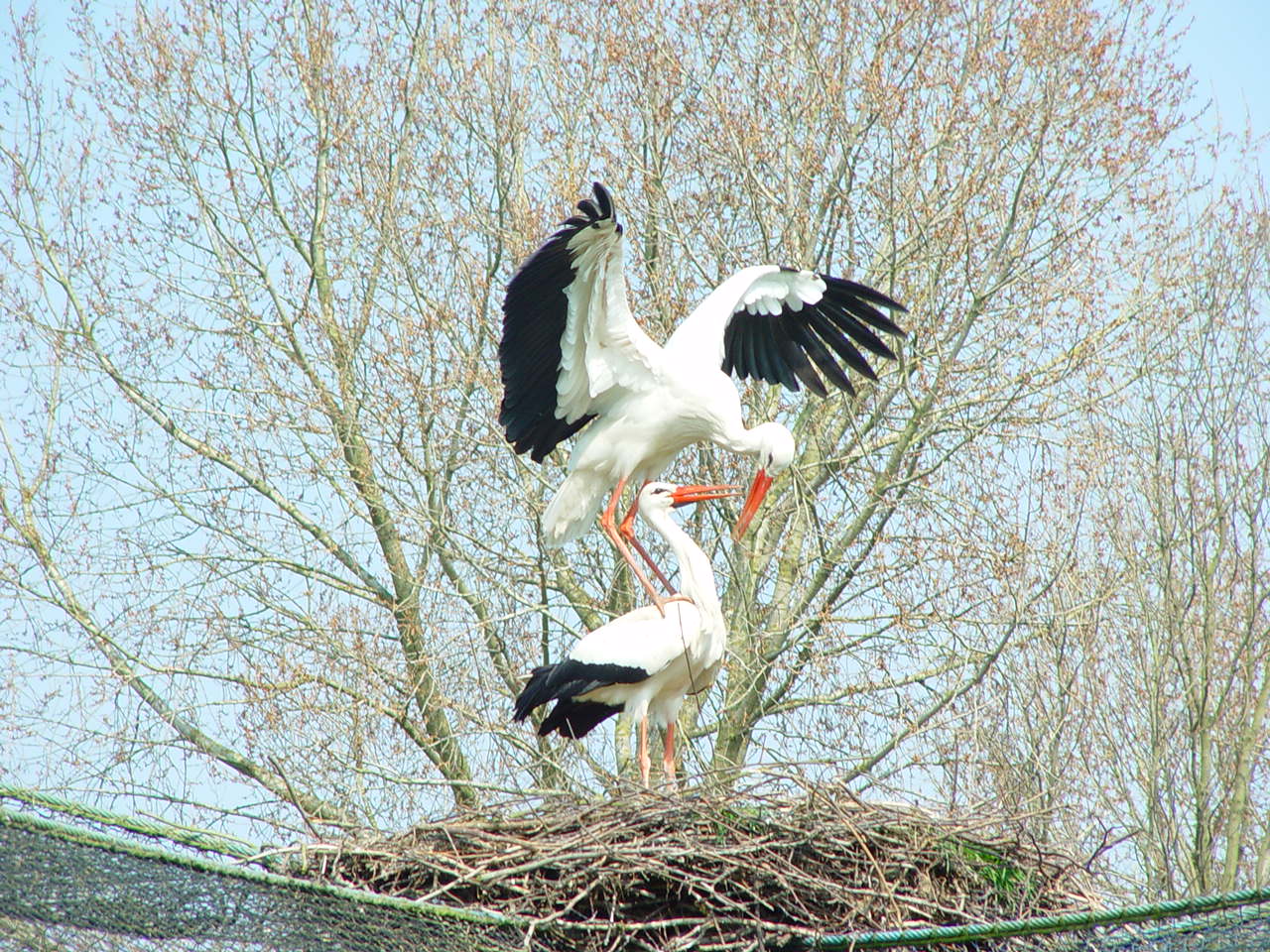 Ooievaars .