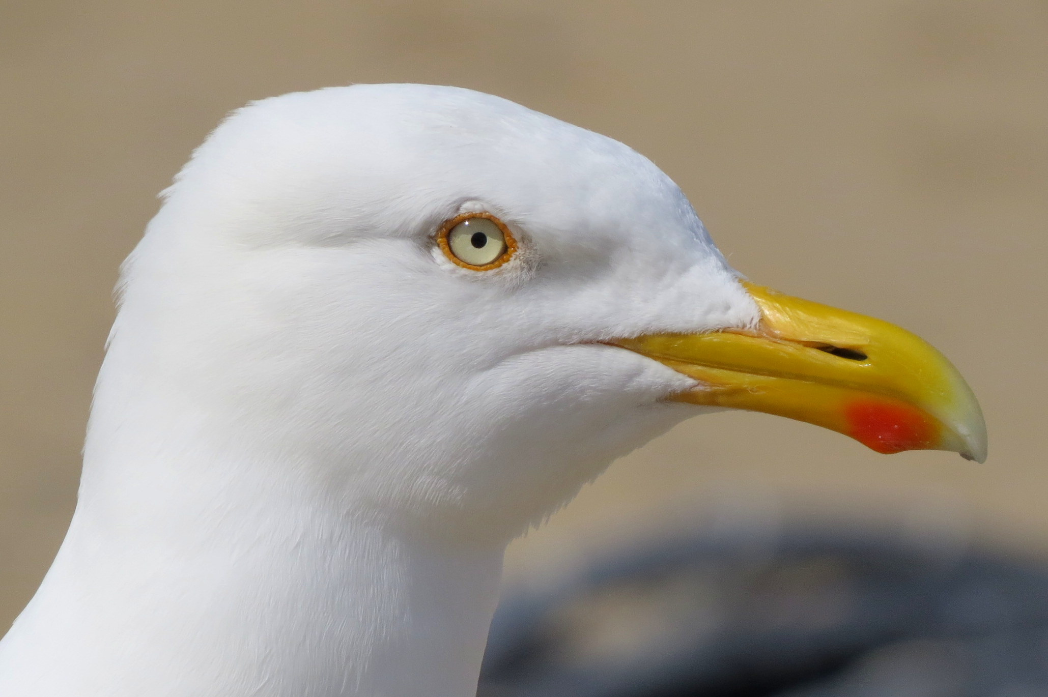 Portret van een meeuw