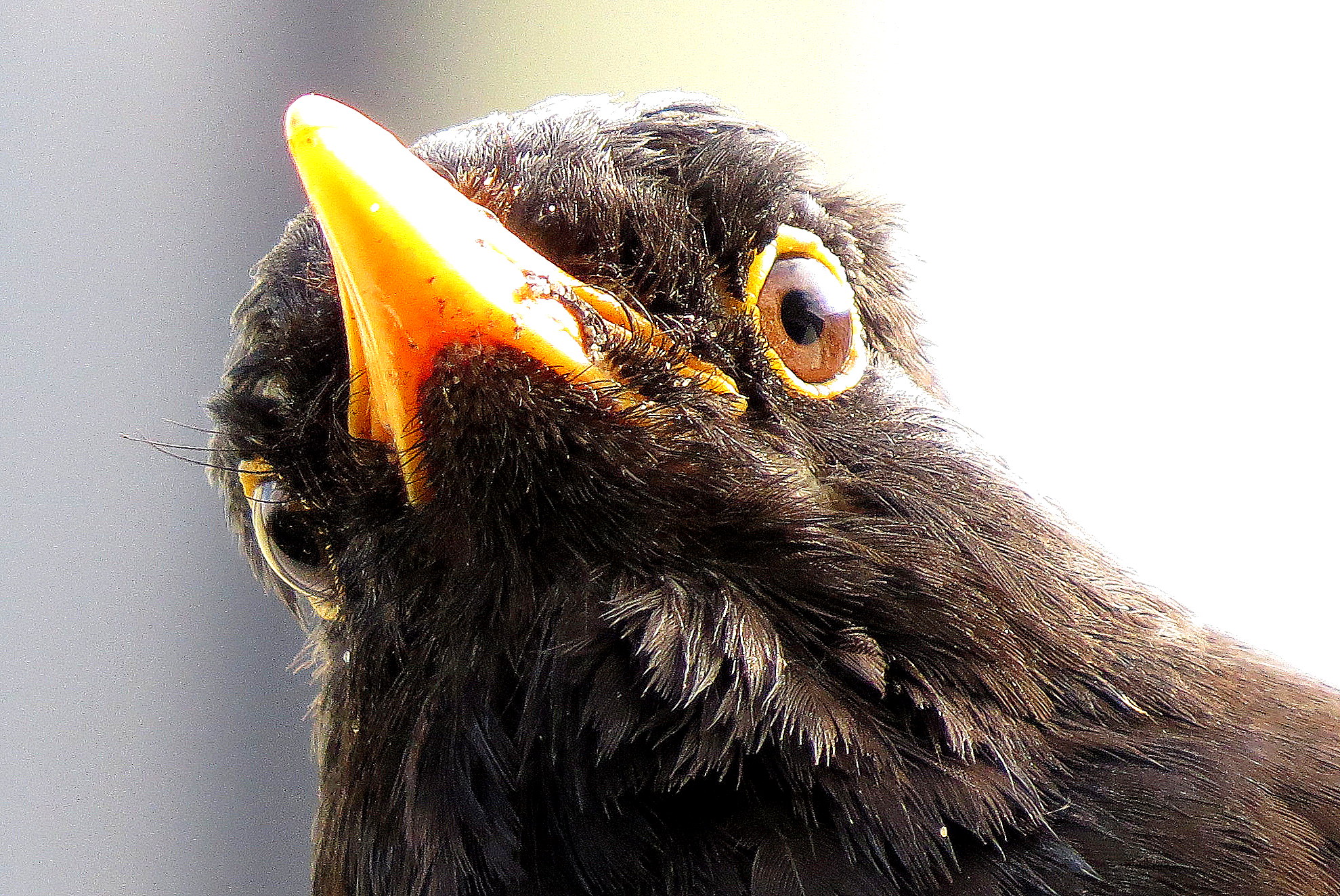 Nadrukkelijk aanwezig