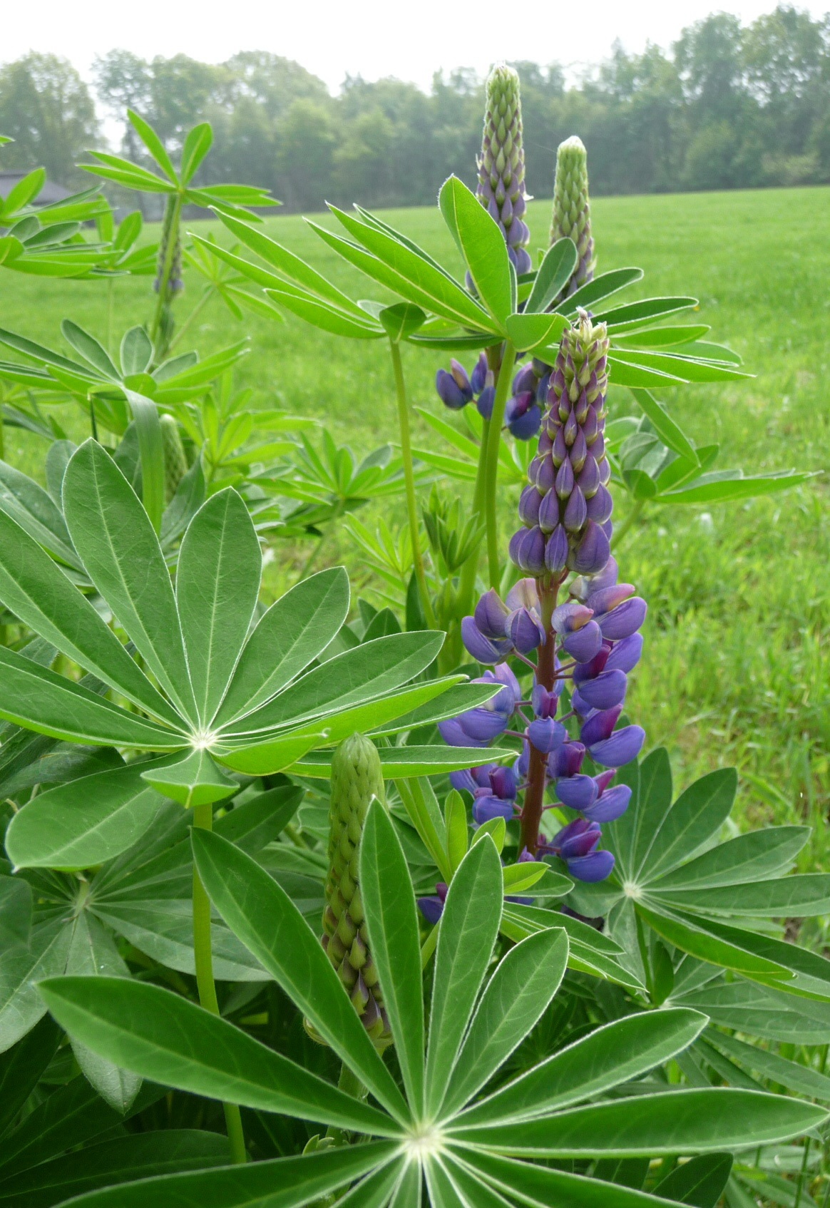 Wilde lupinen 2