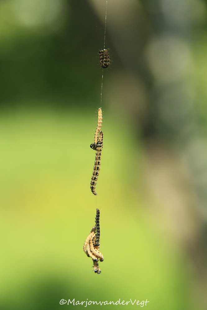 Motten zijn 'n plaag