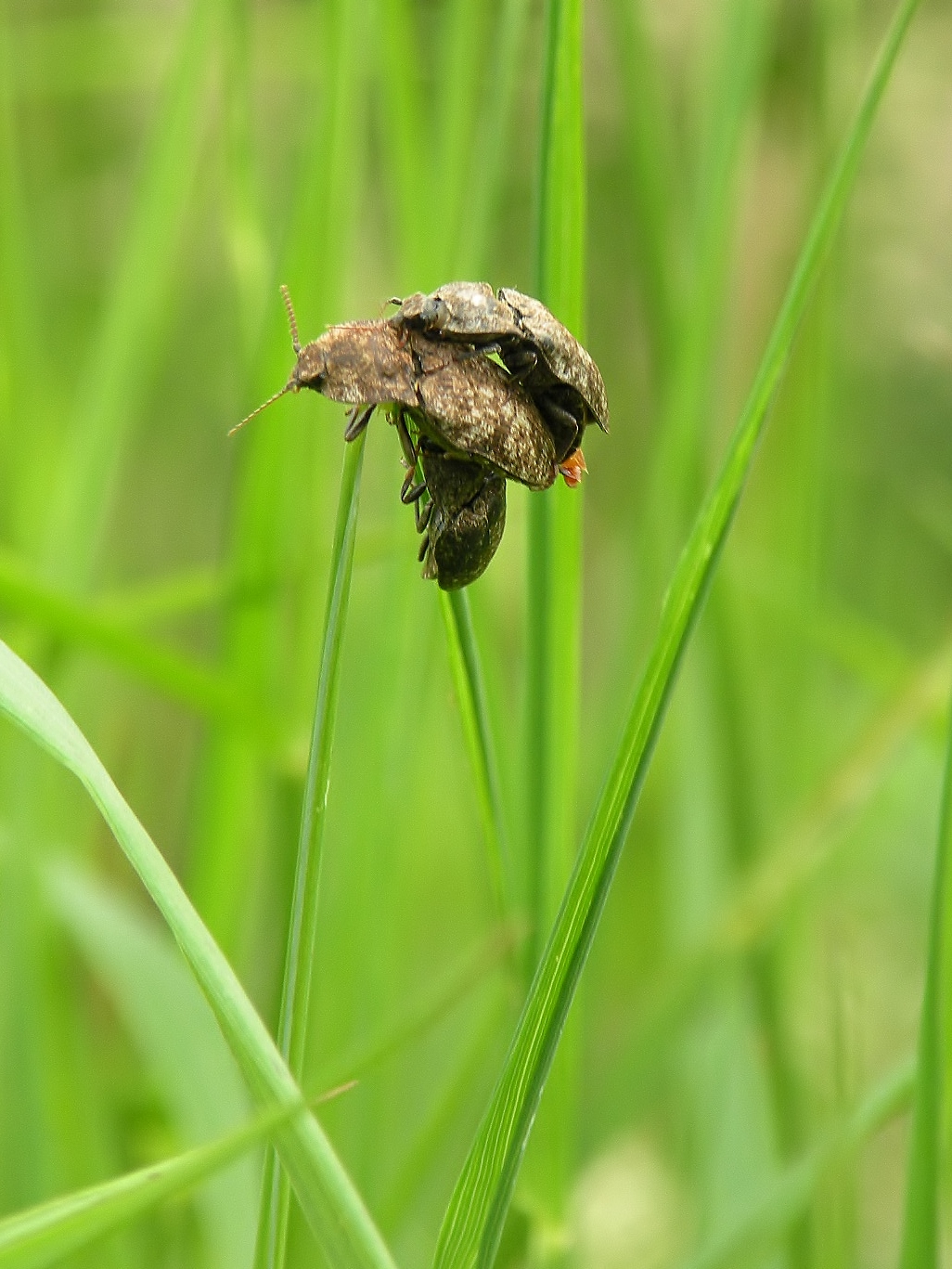 Wat...(Muisgrijze Kniptor)