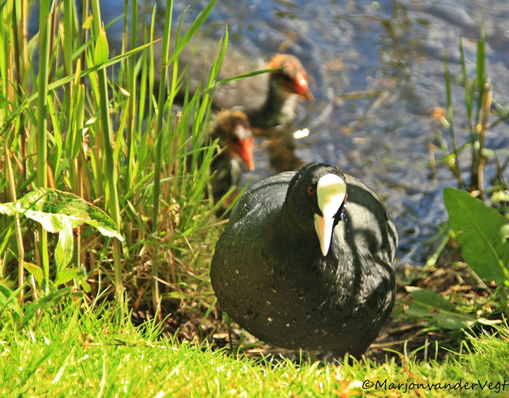Hij komt ze even laten zien