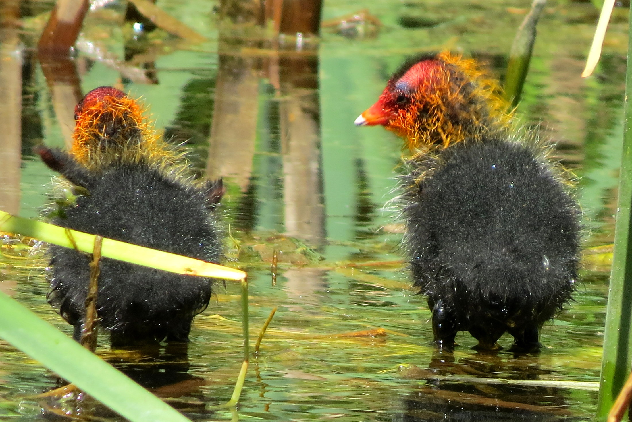 Wil je met me spelen?