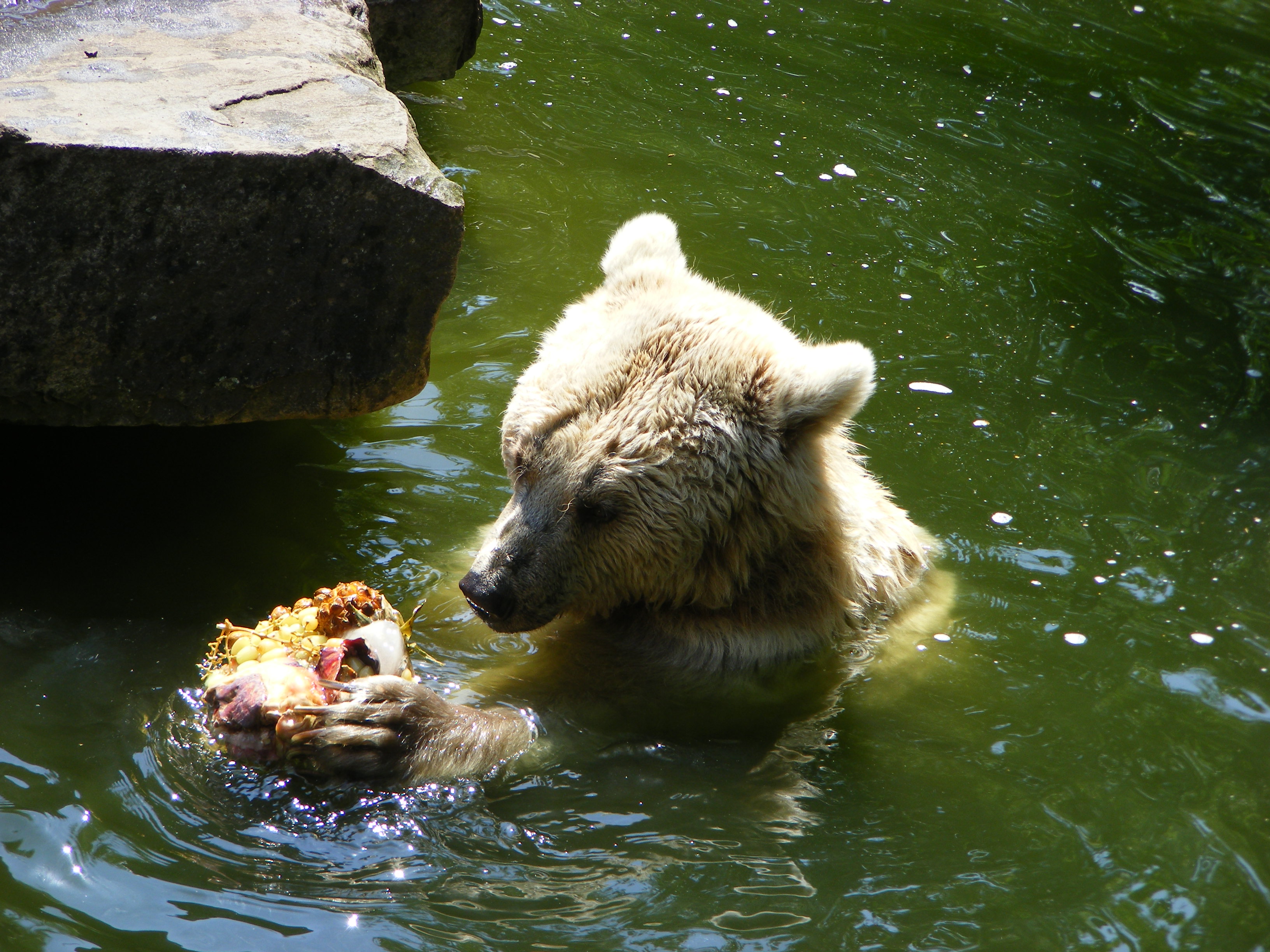 Beer eet fruit...