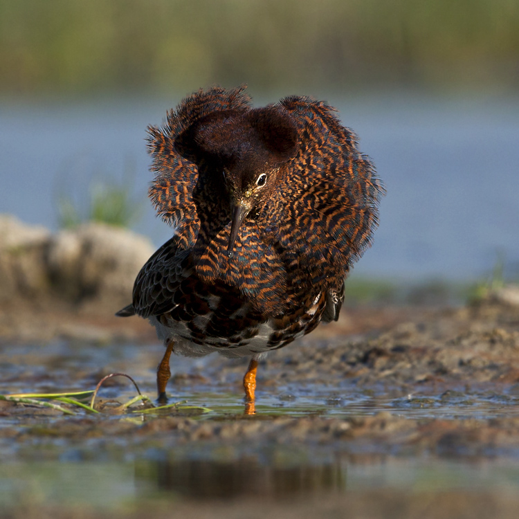 Chevalier combattant