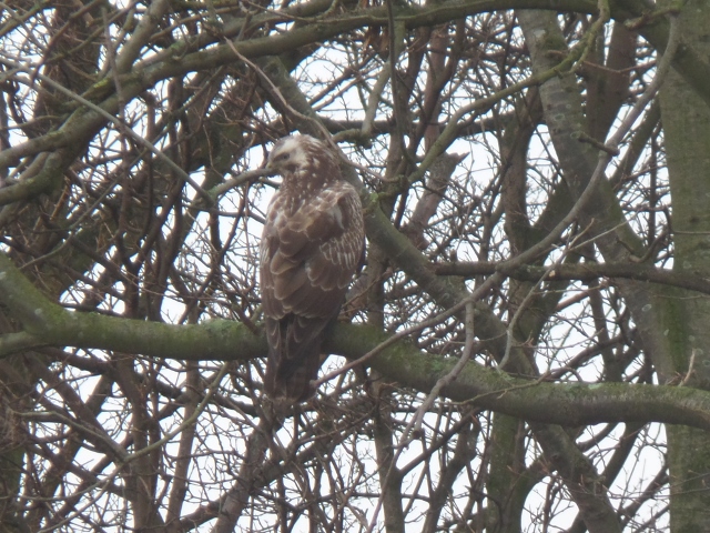 Haagse buizerd
