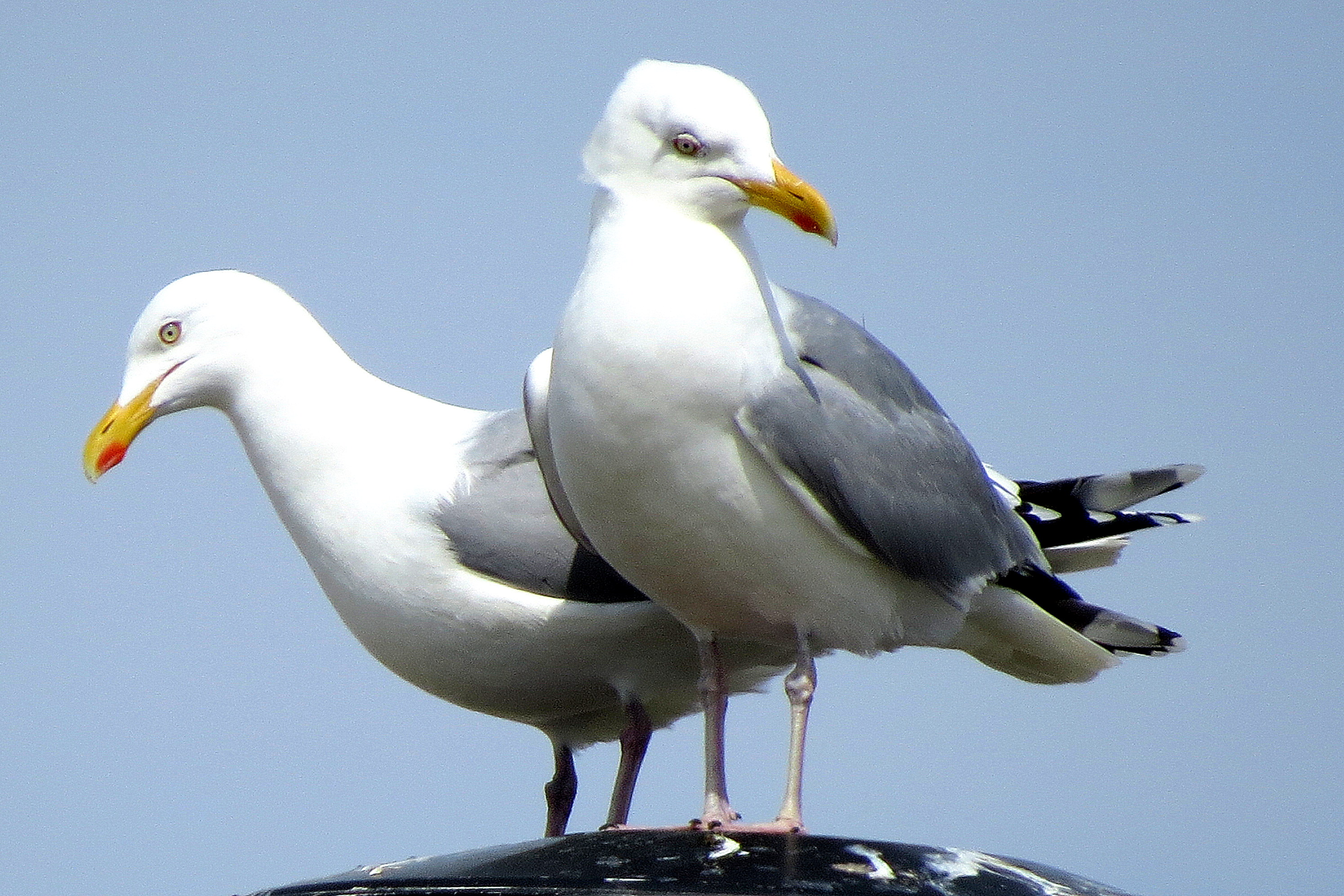 Kijk jij links, kijk ik rechts!