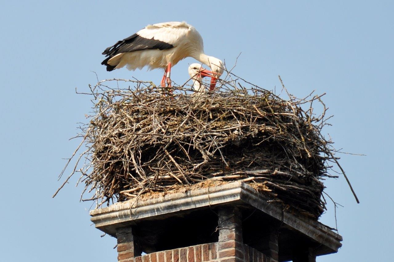 Ooievaarsnest
