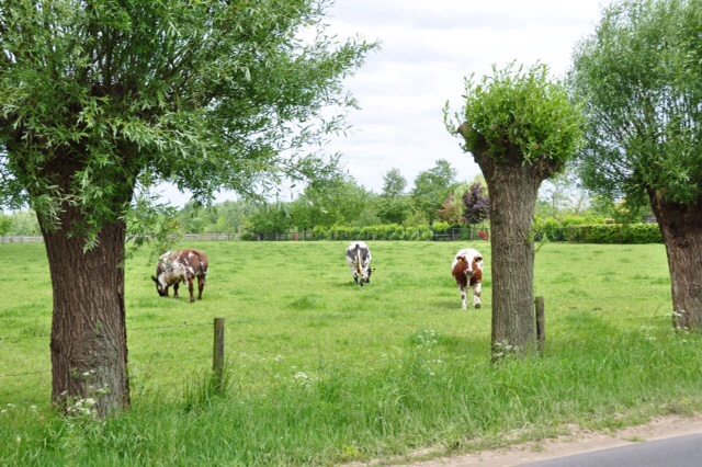 Koeien tussen de knotten