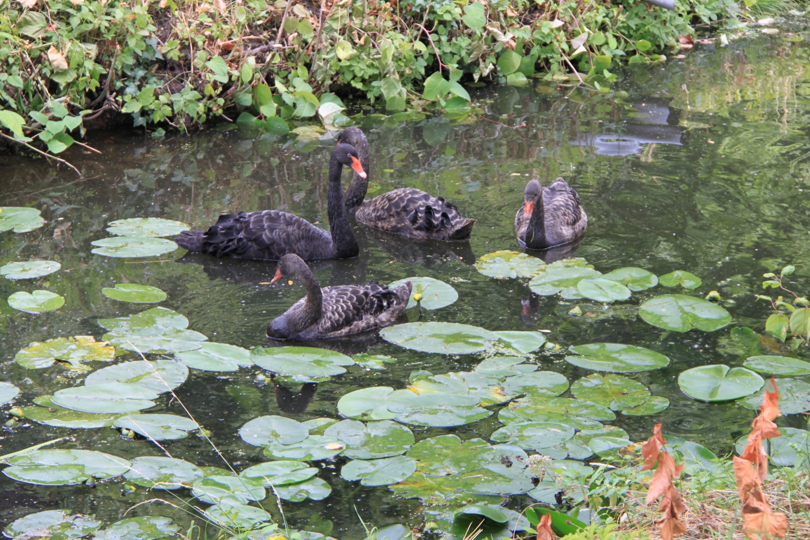 Zwarte zwanen met jongen