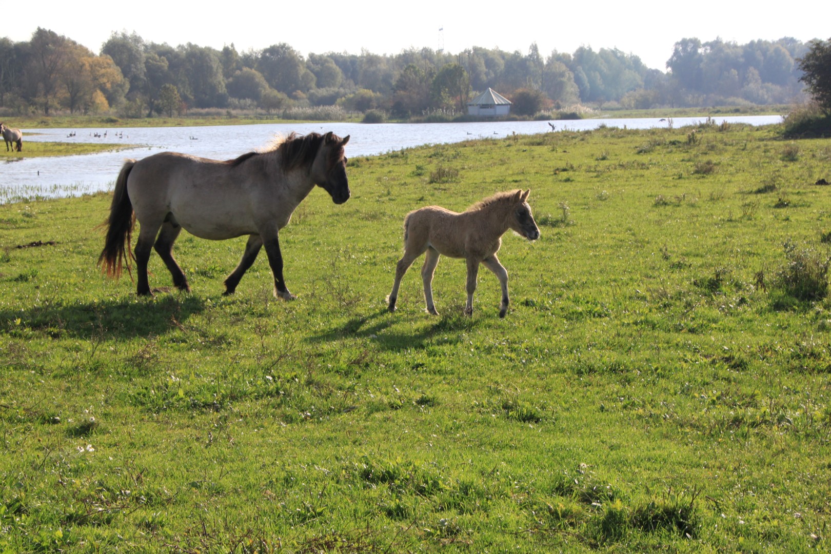 Konikpaarden
