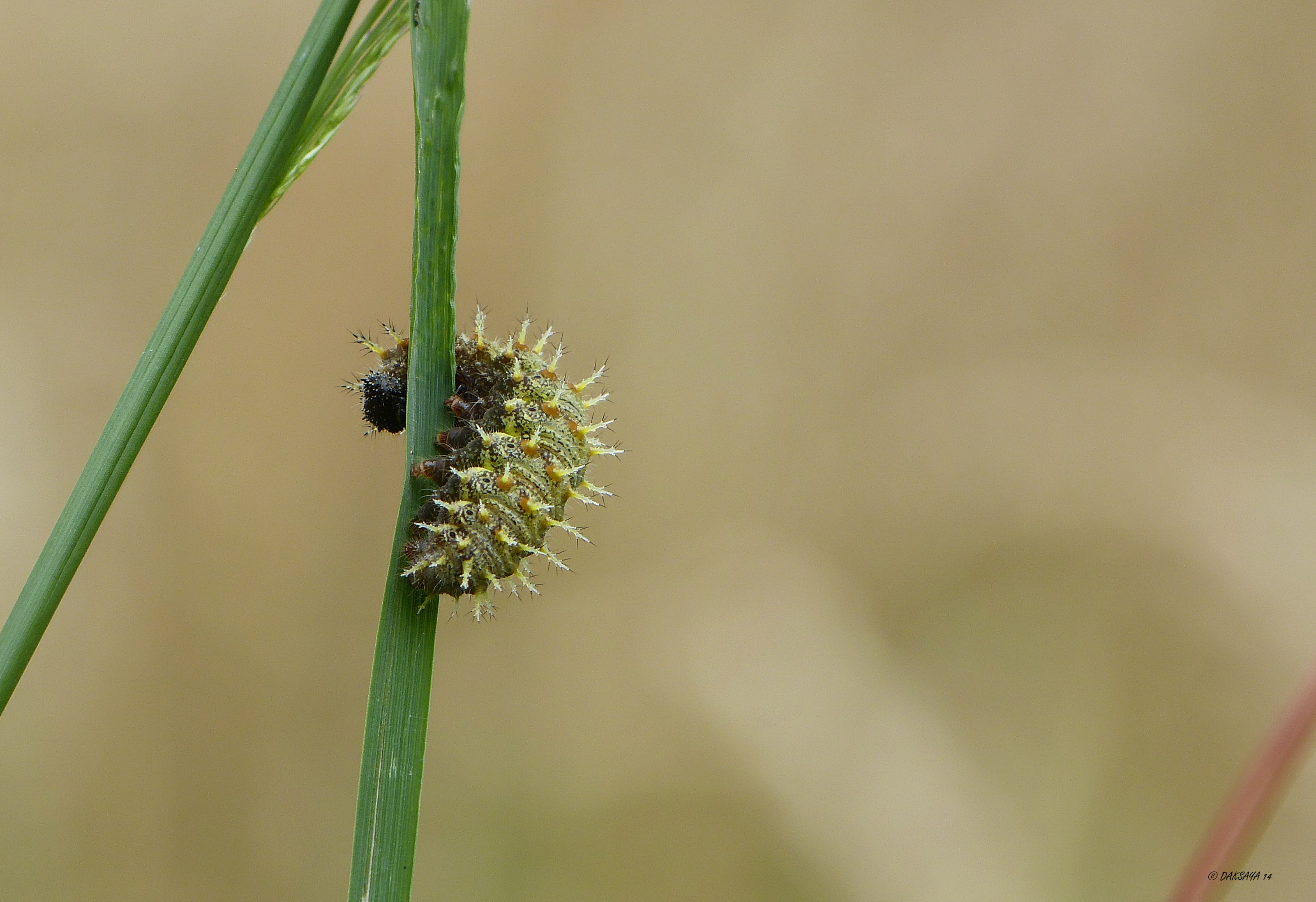 Rups Atalanta