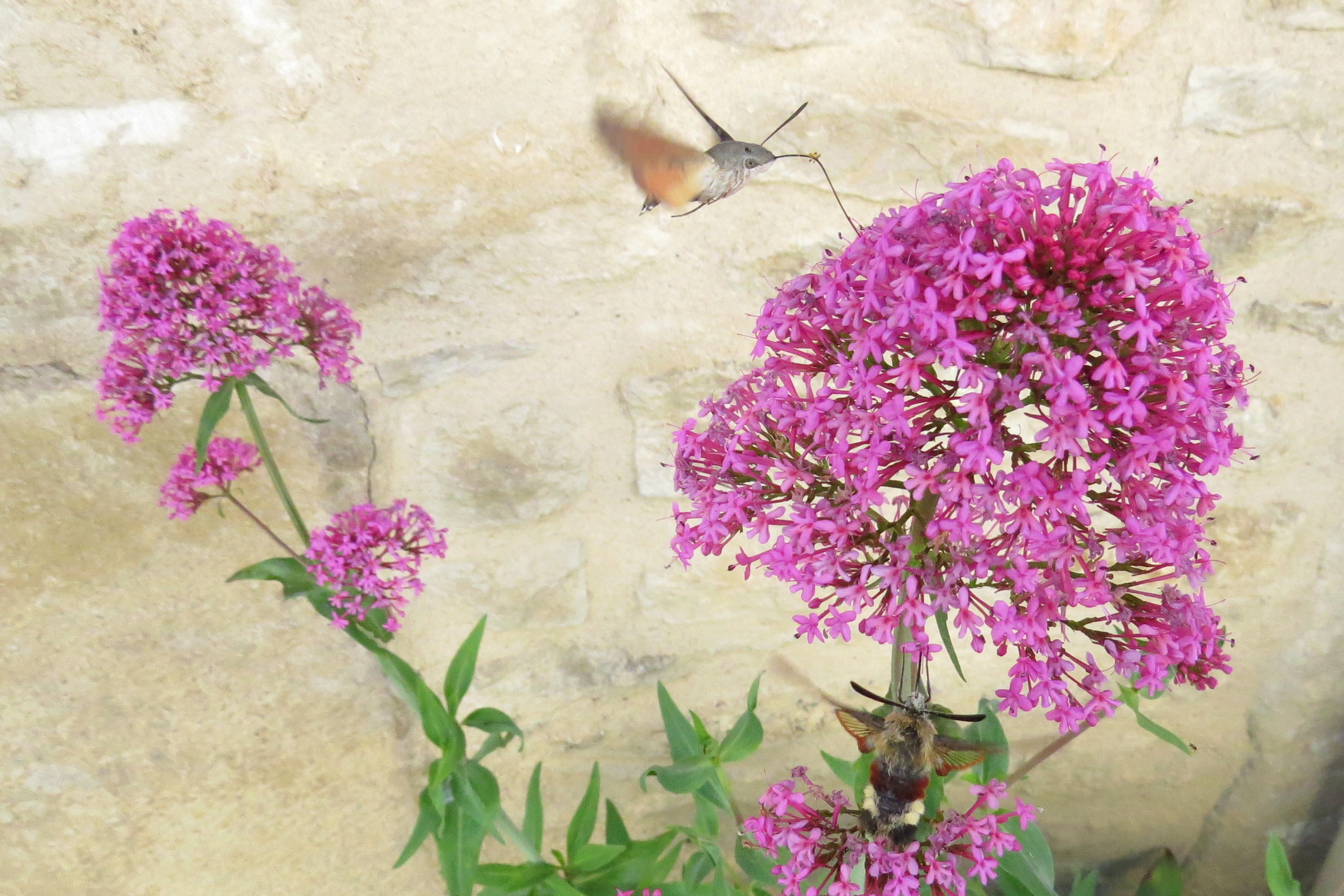 Zeg maar nee, dan zie je er twee!