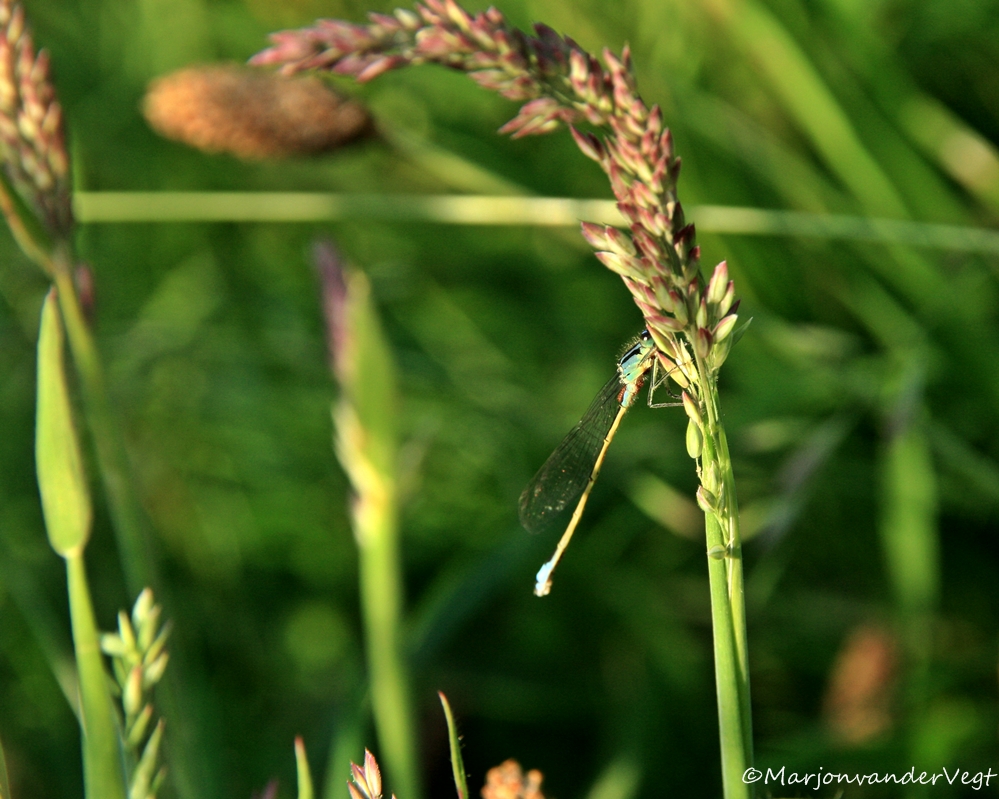 hangen aan een pluim