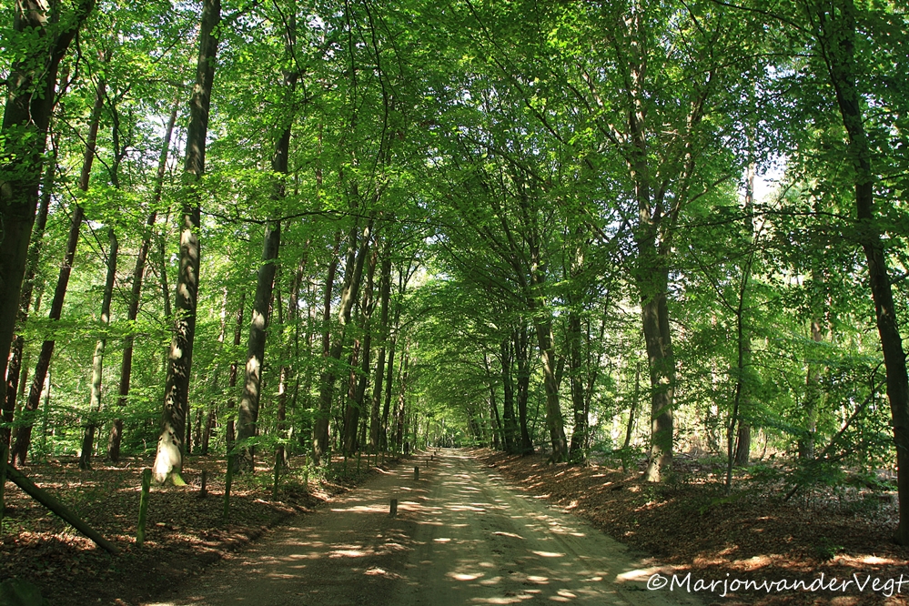 Heerlijk bos in Denekamp