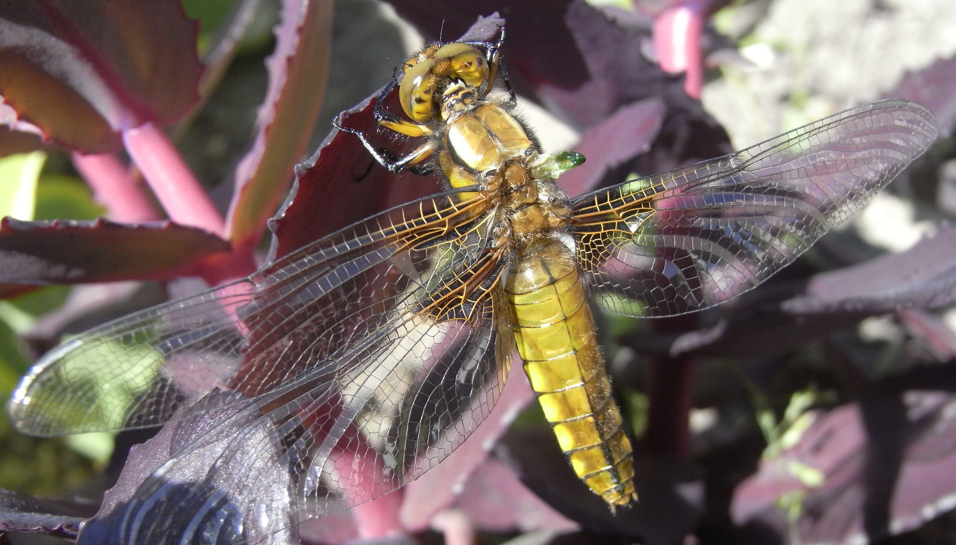 nog maar drie vleugeltjes