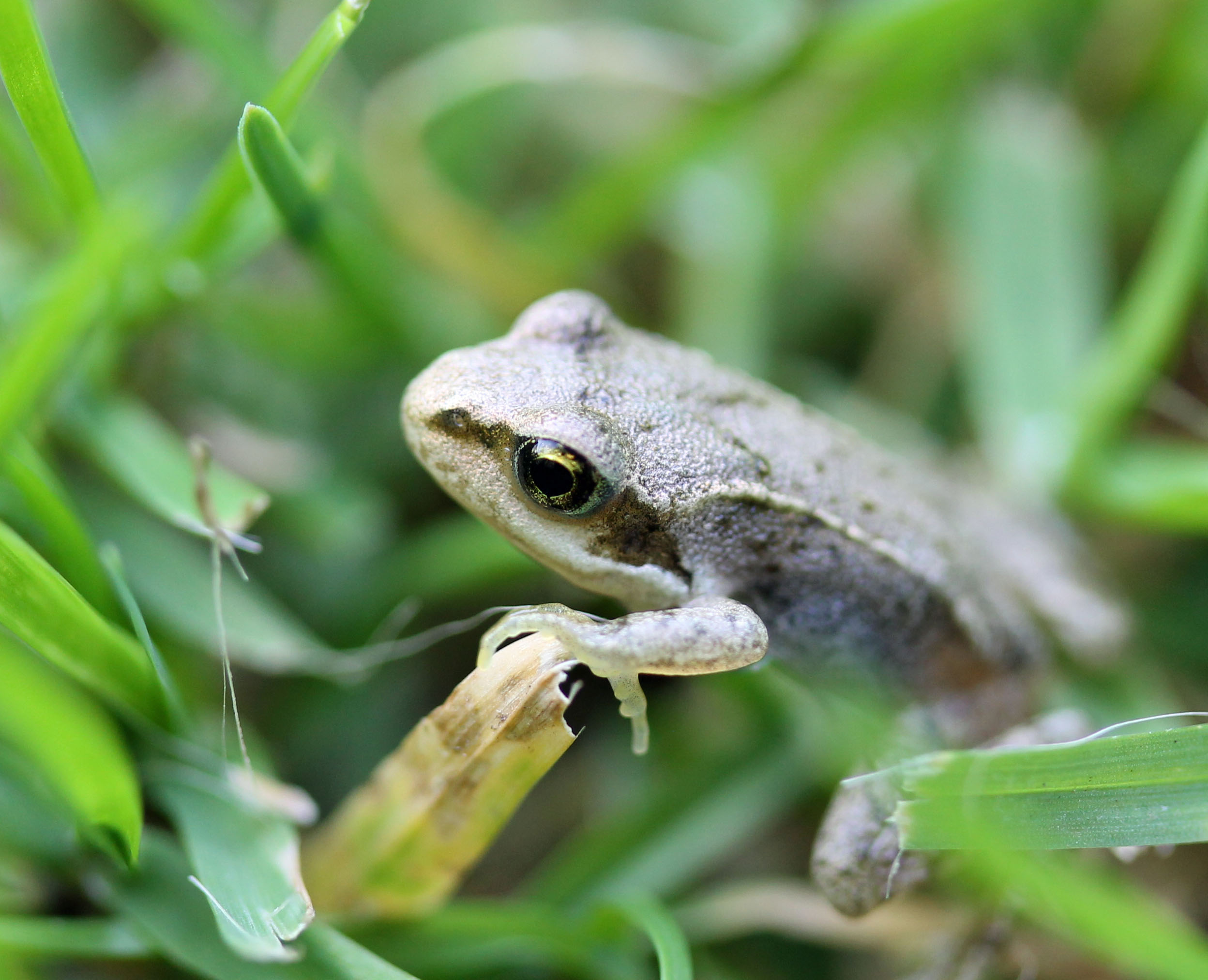 Heel jong kikkertje (2)