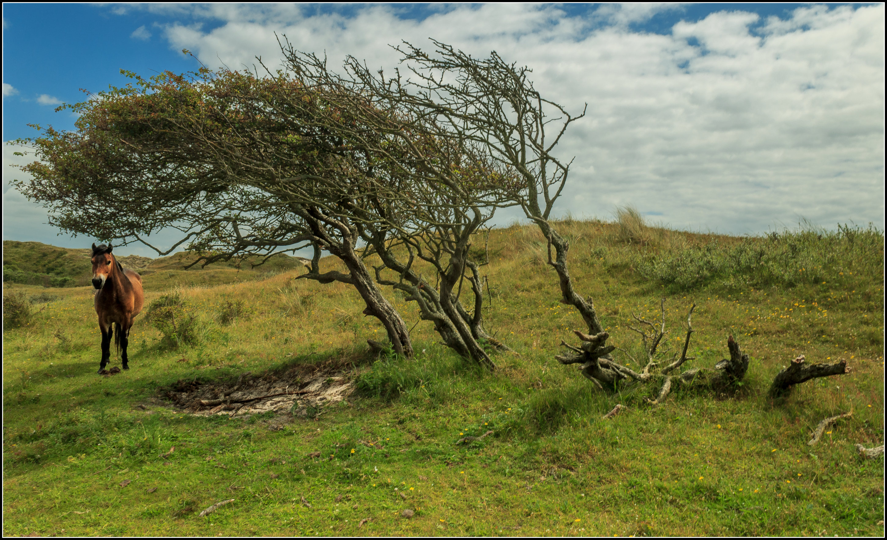 Wilde paarden duinen Bergen.