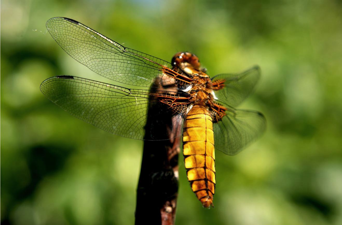  Gele Platbuik Libelle (Libellulus depressa) 
