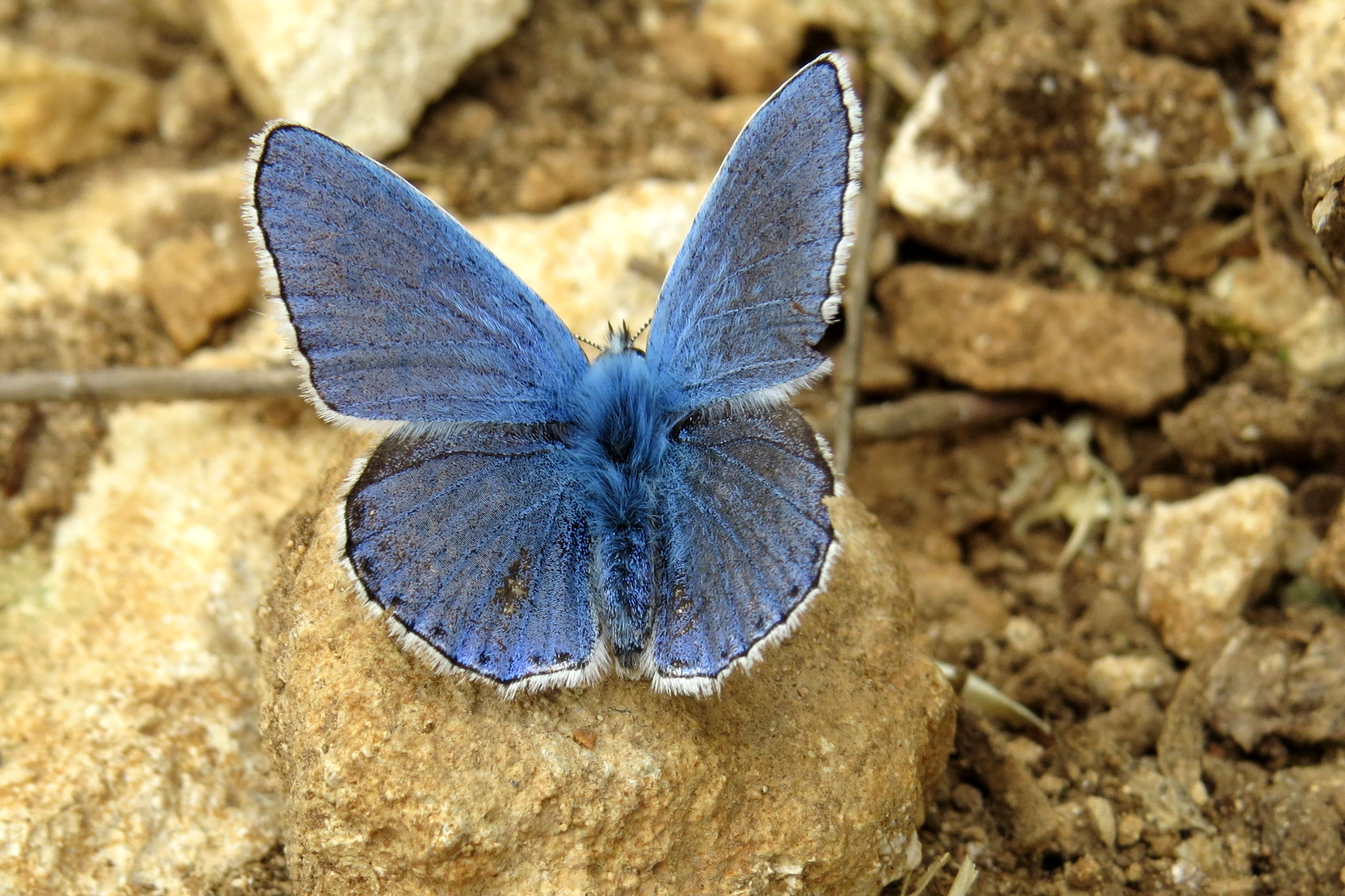 Blauw blauw zo blauw