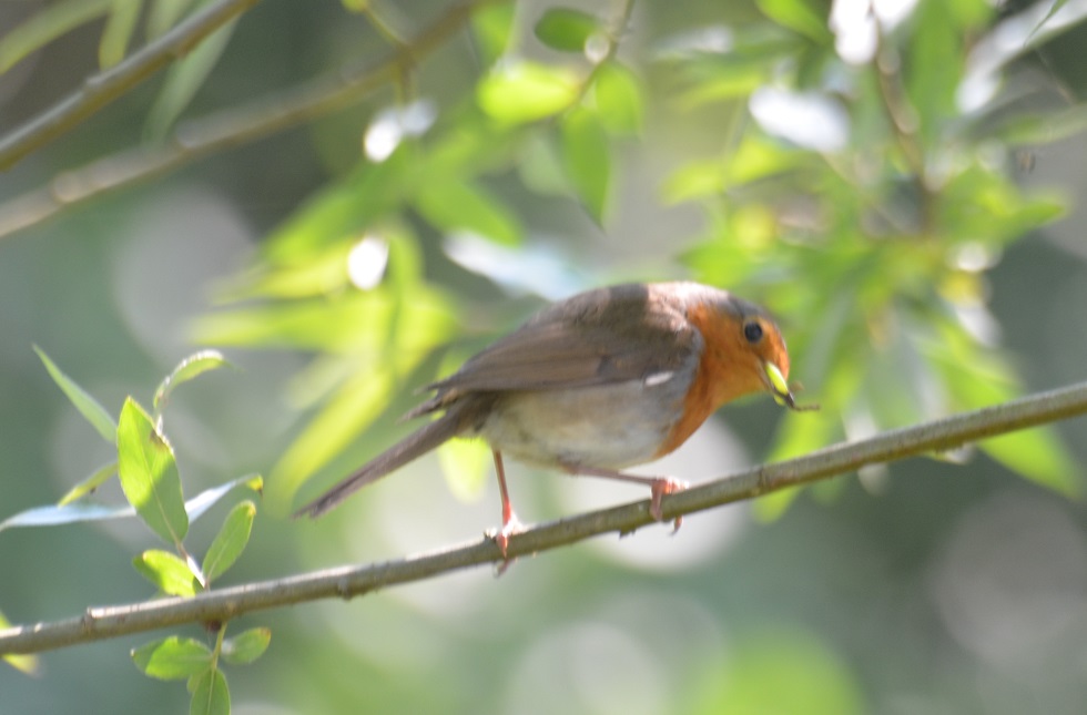 Roodborst