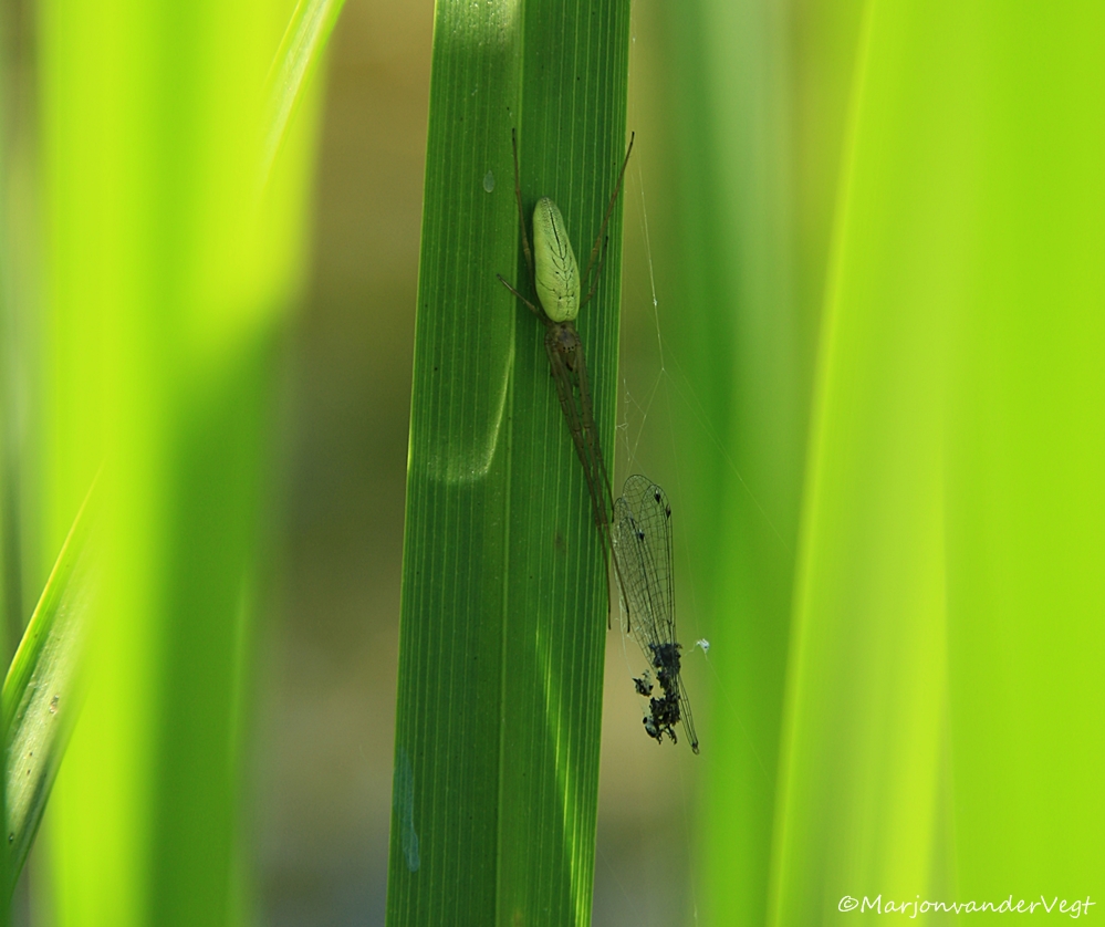 Eten & gegeten worden