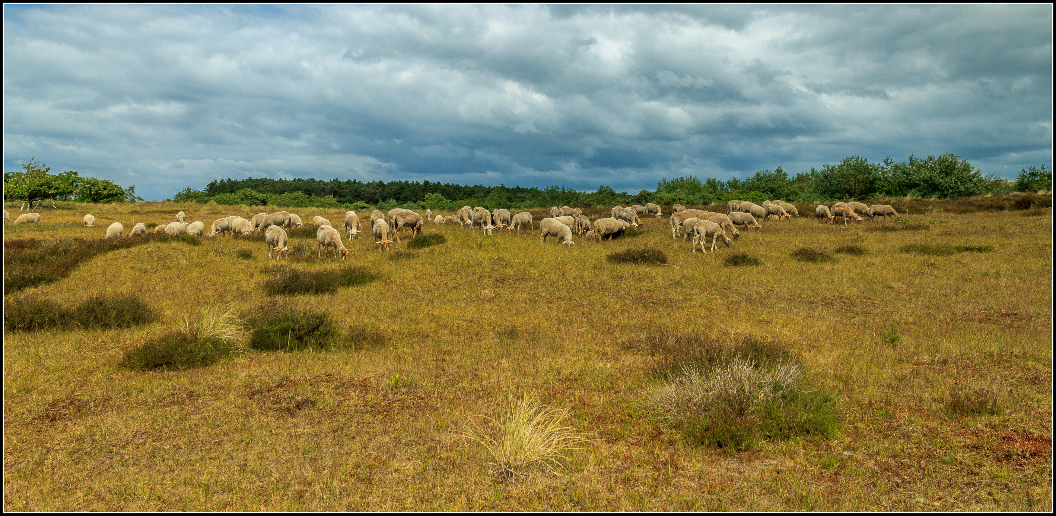 Schapen duingebied Bergen (NH).