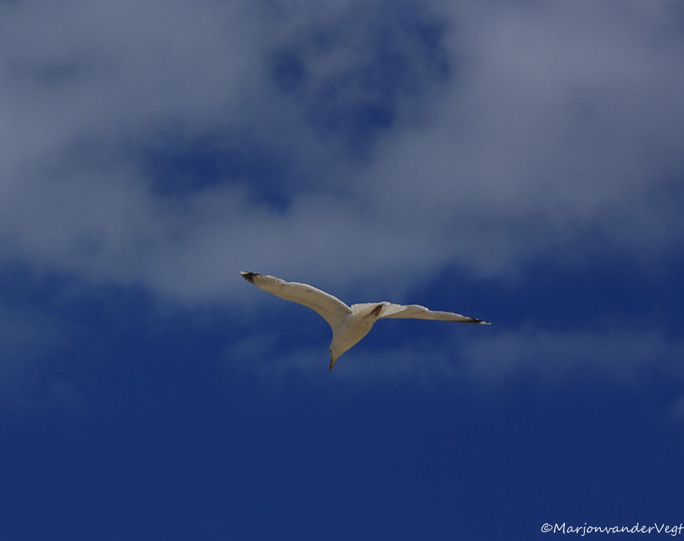 Daar vlieg je dan,..