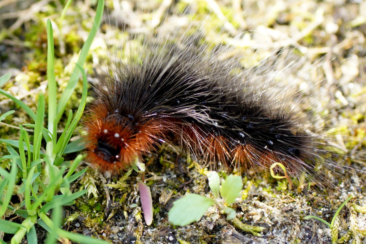 Rups opweg naar heerlijke hap 