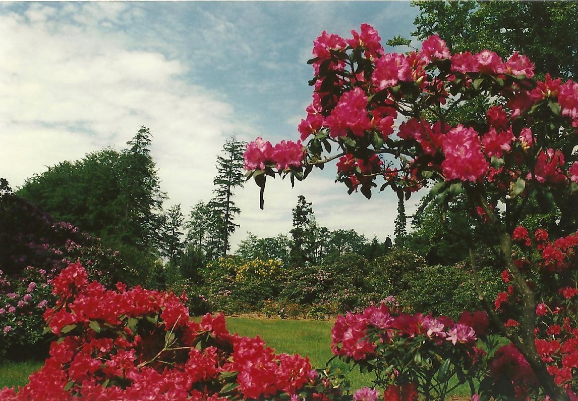 Rododendron