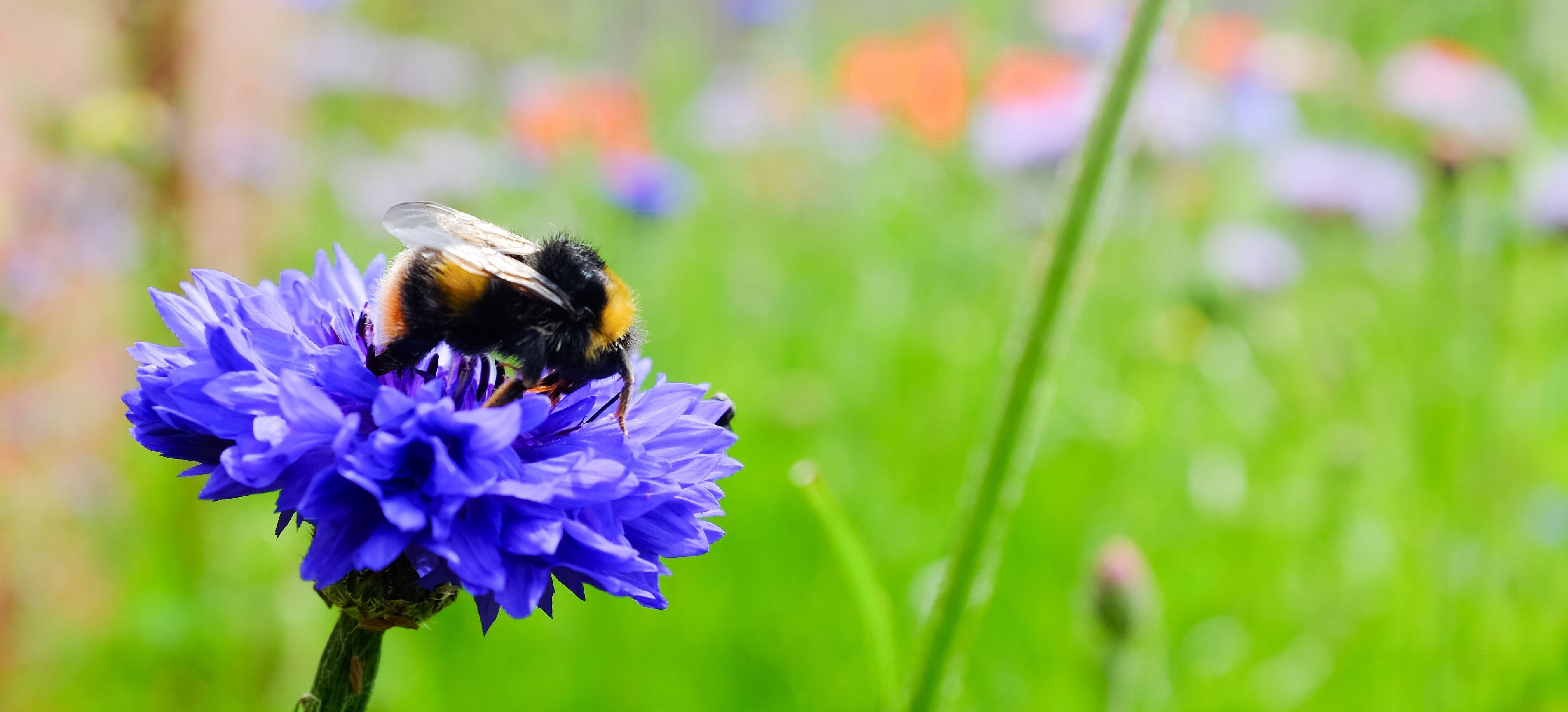 Korenbloem & hommel. 